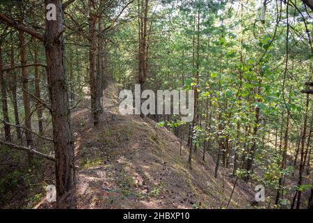 Giovane pineta in una vecchia cava di sabbia rigenerata Foto Stock