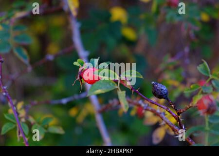 Otoño en Andorra, un paseo por el Vall d'Incles y por los alrededores de AINA Foto Stock