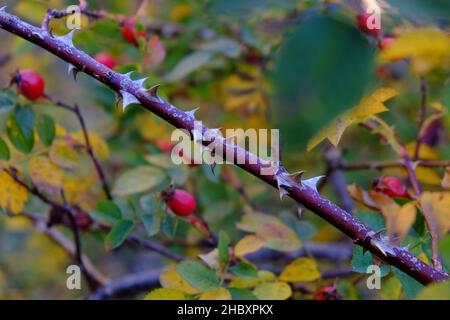 Otoño en Andorra, un paseo por el Vall d'Incles y por los alrededores de AINA Foto Stock