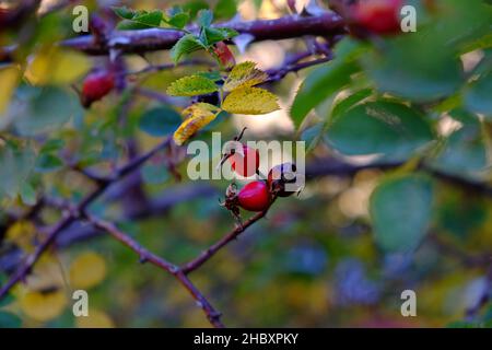 Otoño en Andorra, un paseo por el Vall d'Incles y por los alrededores de AINA Foto Stock