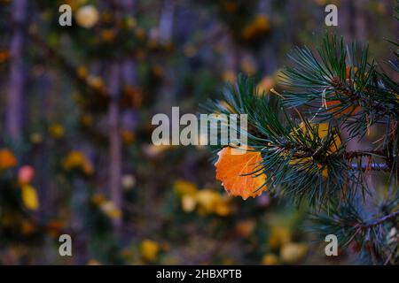 Otoño en Andorra, un paseo por el Vall d'Incles y por los alrededores de AINA Foto Stock