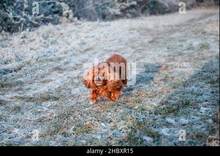 Cavalier re Charles Spaniel cane che corre attraverso il prato nevoso Foto Stock