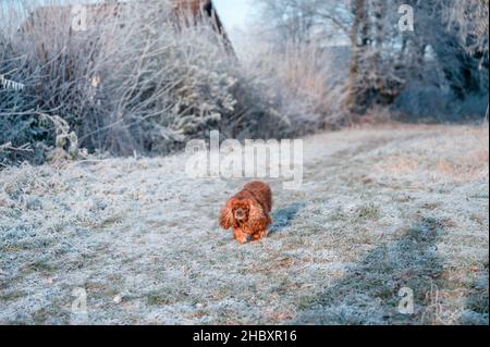 Cavalier re Charles Spaniel cane che corre attraverso il prato nevoso Foto Stock