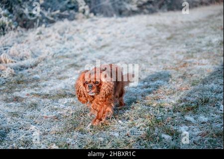 Cavalier re Charles Spaniel cane che corre attraverso il prato nevoso Foto Stock