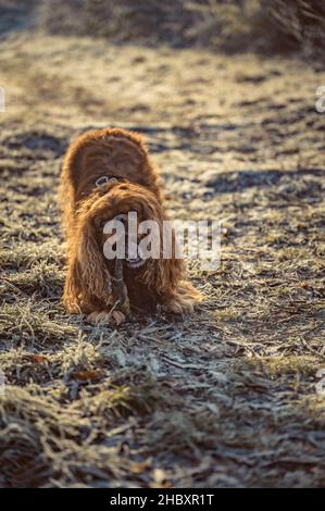 Cavalier re Charles Spaniel cane masticare su un bastone Foto Stock