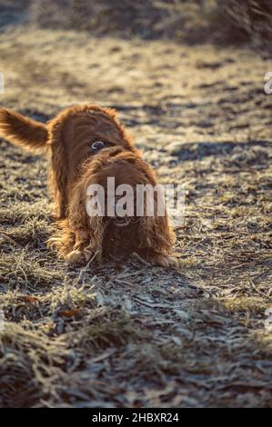 Cavalier re Charles Spaniel cane masticare su un bastone Foto Stock