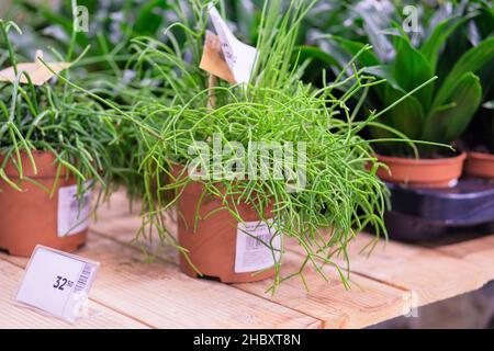 Negozio di giardino. Rhipsalis in pentole nel negozio in giardino. Asilo nido di piante domestiche per giardinaggio. Foto Stock