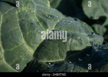 I broccoli si lasciano pieni di gocce di rugiada. Primo piano Foto Stock