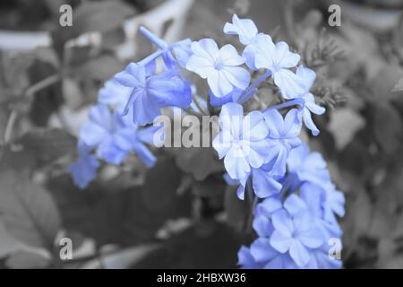 Un closeup shot di bellissimi fiori blu Plumbago auricolata che crescono nel giardino Foto Stock