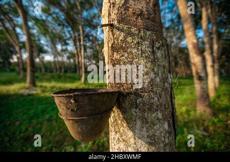 Lattice latteo estratto da albero di gomma (Hevea brasiliensis). Il lattice gocciola nel recipiente. Foto Stock