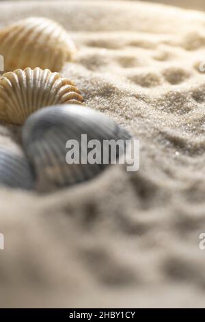 conchiglie marine nella sabbia, profondità di campo macro poco profonda Foto Stock