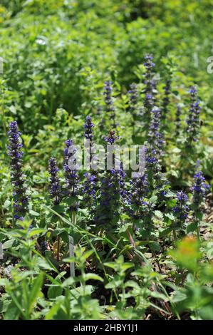 Il burle viola scuro (Ajuga genevensis) fiorisce in un giardino nel mese di maggio Foto Stock