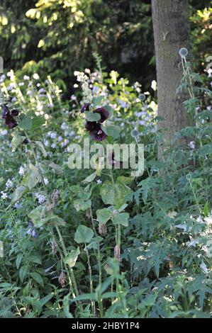 Viola scuro, quasi nero Hollyhock (Alcea rosea) Nigra e il thistle blu globo (Echinops) fioriscono in un giardino nel mese di luglio Foto Stock