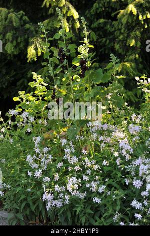 Viola scuro, quasi nero Hollyhock (Alcea rosea) fiorisce in un giardino nel mese di luglio Foto Stock