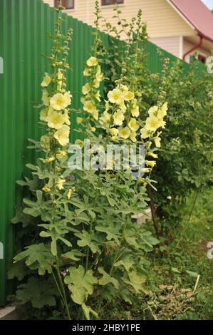 hollyhock russo (Alcea rugosa) fiorisce nel mese di luglio Foto Stock