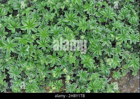 Il mantello della signora d'argento (Alchemilla congiunta) fiorisce in un giardino nel mese di maggio Foto Stock