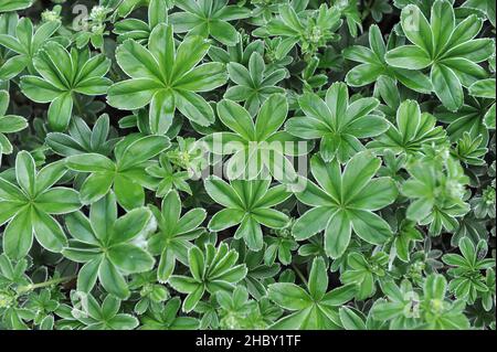 Il mantello della signora d'argento (Alchemilla congiunta) fiorisce in un giardino nel mese di maggio Foto Stock