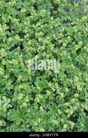 Il mantello della signora d'argento (Alchemilla congiunta) fiorisce in un giardino nel mese di maggio Foto Stock