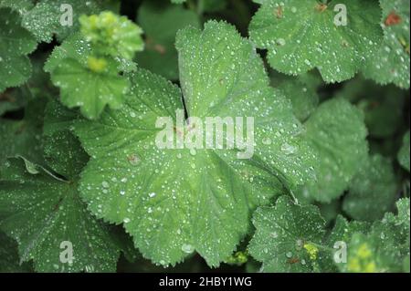 La pioggia cade sul fogliame del mantello della signora (Alchemilla mollis) in un giardino nel mese di maggio Foto Stock