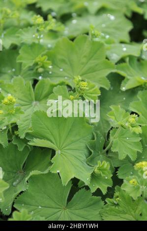 La pioggia cade sul fogliame del mantello della signora (Alchemilla mollis) in un giardino nel mese di maggio Foto Stock