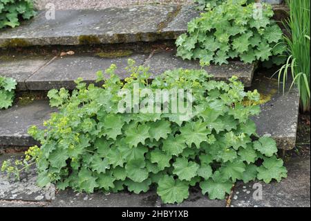 Il mantello della signora (Alchemilla mollis) fiorisce su gradini di pietra in un giardino nel mese di maggio Foto Stock