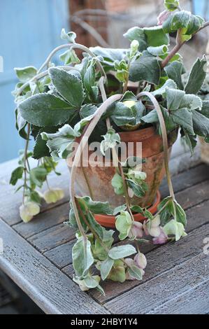 Decorazioni natalizie in giardino. Una pentola di terracotta con hellebore (Helleboro) in gelo su un tavolo di legno Foto Stock