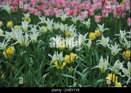 Tulipani verdi e bianchi fioriti in giglio (Tulipa) GreenStar e zellow daffodils doppi (Narcissus) giorno di sole fioriscono in un giardino nel mese di aprile Foto Stock