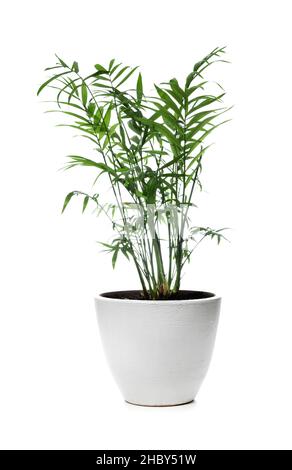 Salotto Palm. Chamaedorea elegans in vaso isolato su sfondo bianco Foto Stock