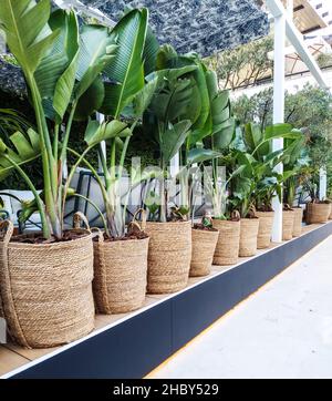 Piante in serre sulla strada lungomare di Porto Montenegro, il famoso porto della città di Tivat, la capitale del Montenegro, Europa Foto Stock