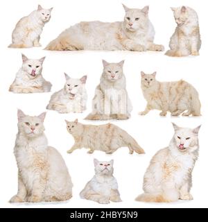 Collage di gatto carino, soffice, purebreed in diverse pose calmly che si pone isolato su sfondo bianco Foto Stock