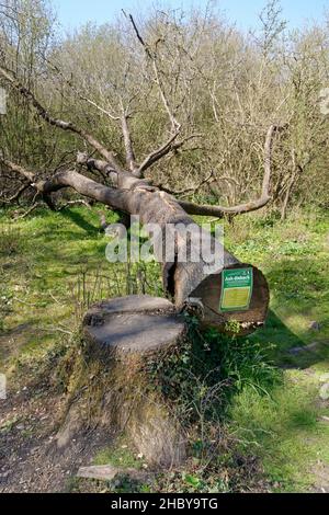 Frassino (Fraxinus excelsior) ucciso dalla malattia di cenere dieback (Hymenoscypus fraxineus) abbattuto durante il lavoro di gestione del bosco, Gloucestershire. Foto Stock