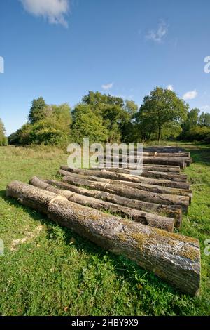 Fila di tronchi di cenere (Fraxinus excelsior) da alberi uccisi dalla malattia di cenere dieback (Hymenoscypus fraxineus), abbattuto durante il lavoro di gestione del bosco, Glos. Foto Stock