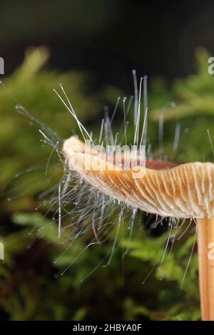 Stampo perno cofano (Spinellus fusier) che cresce dalla testa di un fungo Russet tenstank (Gymnopus dryophilus), Gloucestershire, UK, ottobre. Foto Stock