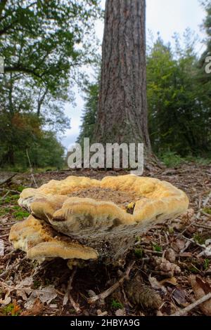 Il fungo mazegill di Dyer (Phaeolus schweinitzii) che cresce su un terreno boschivo al di sotto degli alberi di conifere, Bolderwood, New Forest, Hampshire, UK, Ottobre. Foto Stock