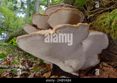 Fungi giganti della staffa dell'elmo (Rigidoporus ulmarius) gruppo che cresce su un tronco di Faggio caduto (Fagus sylvatica) in bosco, Gloucestershire, Regno Unito. Foto Stock