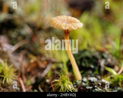 Heath ombelel (Lichenomphalia umbellifera), un lichen inusuale che produce un fungo ghiaiato per liberare le spore, crescendo sul pavimento della foresta, New Forest, UK Foto Stock