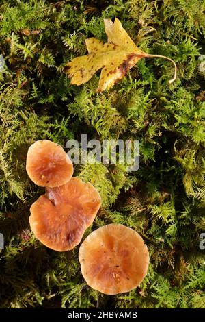 Russet tenstank (Gymnopus dryophilus) funghi che emergono da un ceppo marciante, GWT Lower Woods Reserve, Gloucestershire, Regno Unito, ottobre. Foto Stock