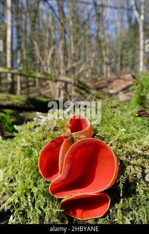 Funghi rubby / Scarlet Elf Cup (Sarcoscopypha coccineae / austriaca) coltivati su un tronco marcio di muschio tra lettiere fogliari in boschi decidui, Wiltshire, UK Foto Stock