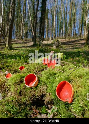 Funghi rubby / Scarlet Elf Cup (Sarcoscopypha coccineae / austriaca) coltivati su un tronco marcio di muschio tra lettiere fogliari in boschi decidui, Wiltshire, UK Foto Stock