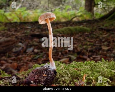 Ricurfy twiglet fungus (Tubaria furfuracea) coltivando da albero di faggio (Fagus sylvaticus) su terreno boscoso, New Forest, Hampshire, UK, ottobre. Foto Stock