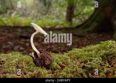 Ricurfy twiglet fungus (Tubaria furfuracea) forma di busto pallido crescente da albero di faggio (Fagus sylvaticus) su terreno boscoso fossato, New Forest, Hampshire UK Foto Stock