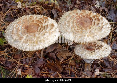 Shaggy Parasol (Chlorophyllum rhacodes) gruppo che cresce sotto gli abeti, Wiltshire, UK, ottobre. Foto Stock