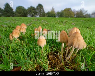 Glistening inkcap (Coprinellus / Coprinus miceus) cresce ai margini di un campo da golf, Wiltshire, Regno Unito, ottobre. Foto Stock