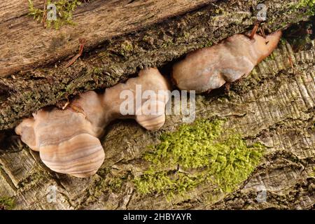 Fungo da staffa meridionale (Ganoderma australe) sviluppo di corpi fruttanti su un tronco di faggio (Fagus sylvatica) marcio, caduto in bosco, legno di Buckholt Foto Stock