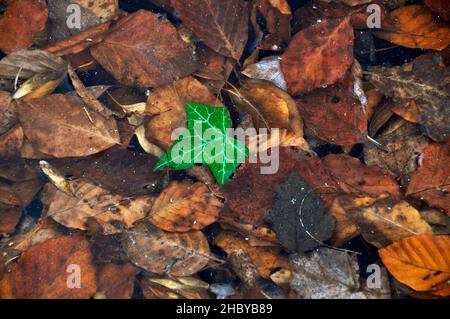 Singola foglia verde tra le foglie autunnali appassite Foto Stock