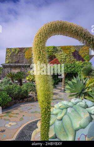 Agave o coda di leone (Agave attenuata) nella Plaza de la Glorieta disegnata da Luis Morera, Las Manchas, Las Manchas, la Palma Foto Stock