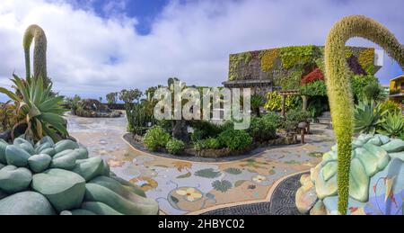 Agave o coda di leone (Agave attenuata) nella Plaza de la Glorieta disegnata da Luis Morera, Las Manchas, Las Manchas, la Palma Foto Stock