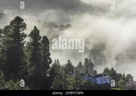 Nuvole di nebbia deriva sulla foresta di Canary Island canary Island Pine (Pinus canariensis), Garafia, la Palma, Spagna Foto Stock