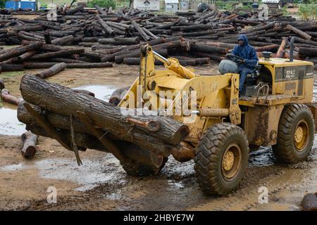 Mozambico, Beira Corridor, commercio di legname di imprese cinesi per le esportazioni verso la Cina, il caricamento e il trasporto di camion alberi registrati dalla provincia di Tete al porto di Beira / MOSAMBIK, Beira Korridor, Holzhandel von chinesischen Firmen fuer Export nach Cina, Verladung und LKW von trasporto Baumstaemmen aus der Provinz Tete zum Hafen Beira, Kahlschlag in Mosambik, taeglich kommen hunderte Lastwagen mit Holz in Beira una Foto Stock