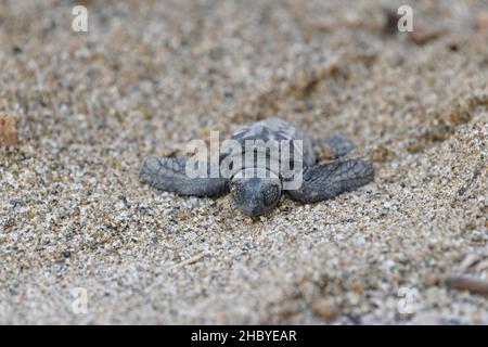 Tartaruga marina (Caretta caretta), cova, Creta, Grecia Foto Stock